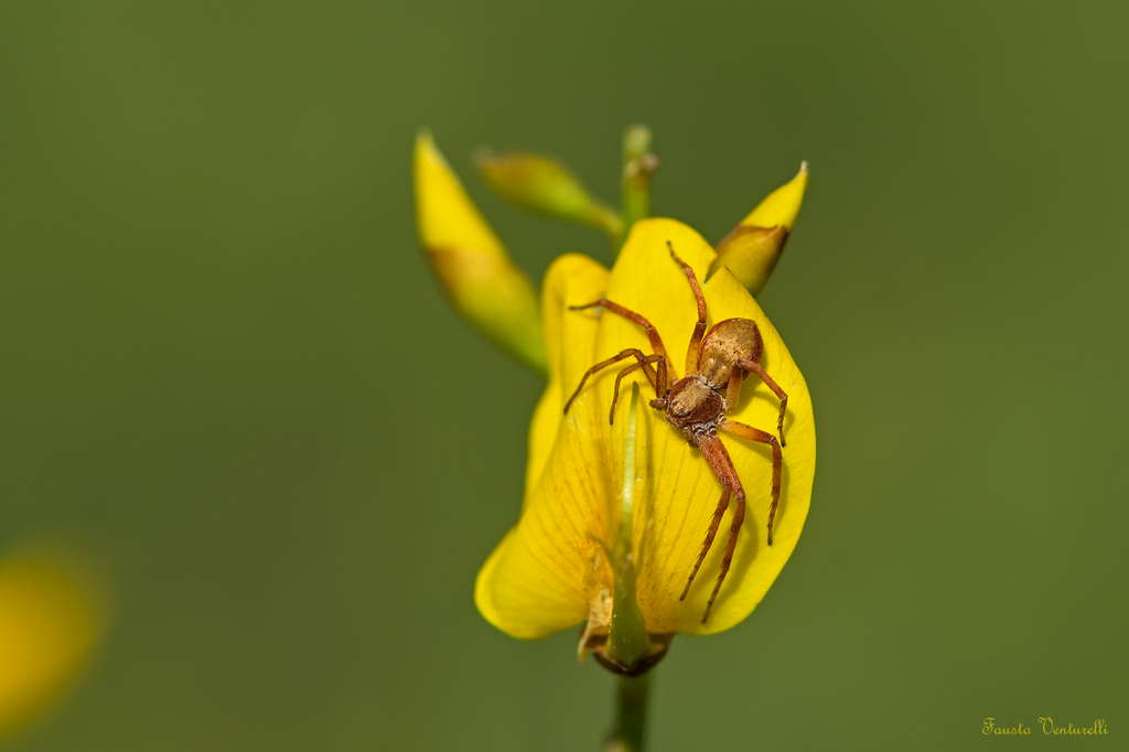 Philodromidae:  Philodromus sp.  - colline bresciane