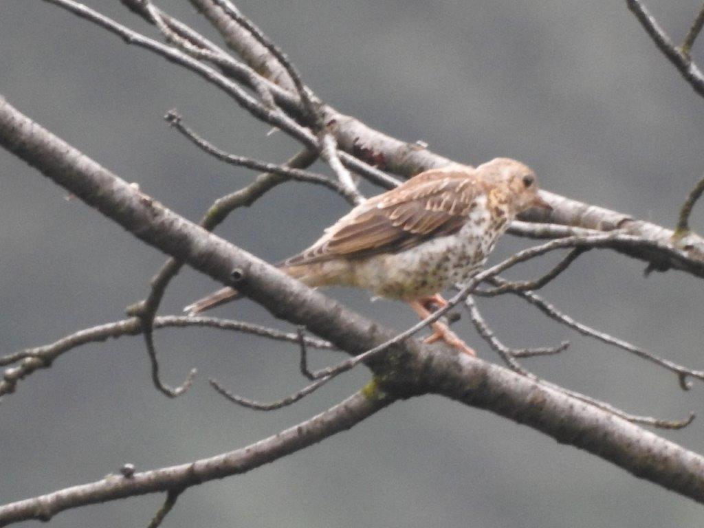 Tordo bottaccio (Turdus philomelos) e Verzellino (Serinus serinus)