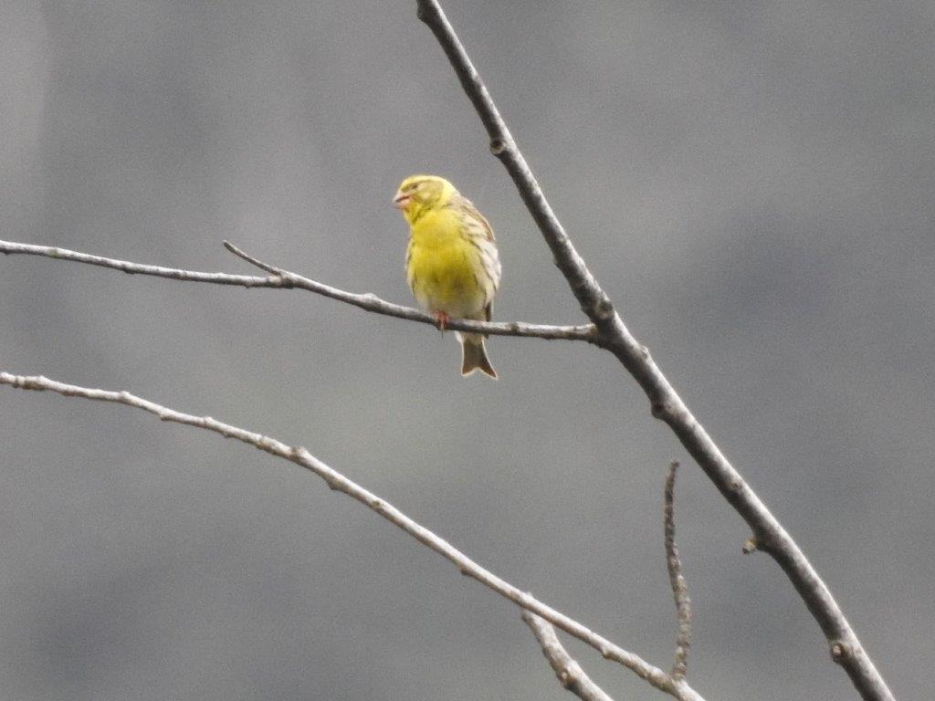 Tordo bottaccio (Turdus philomelos) e Verzellino (Serinus serinus)