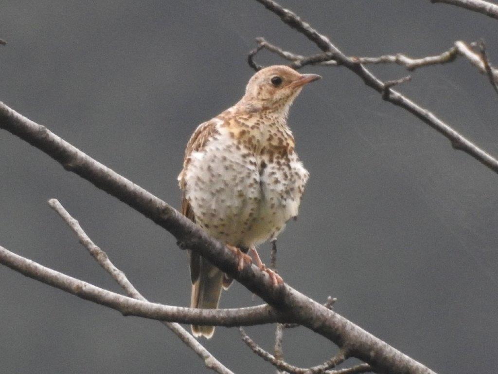 Tordo bottaccio (Turdus philomelos) e Verzellino (Serinus serinus)