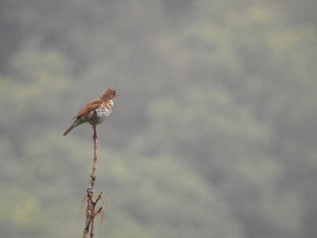 Tordo bottaccio (Turdus philomelos) e Verzellino (Serinus serinus)