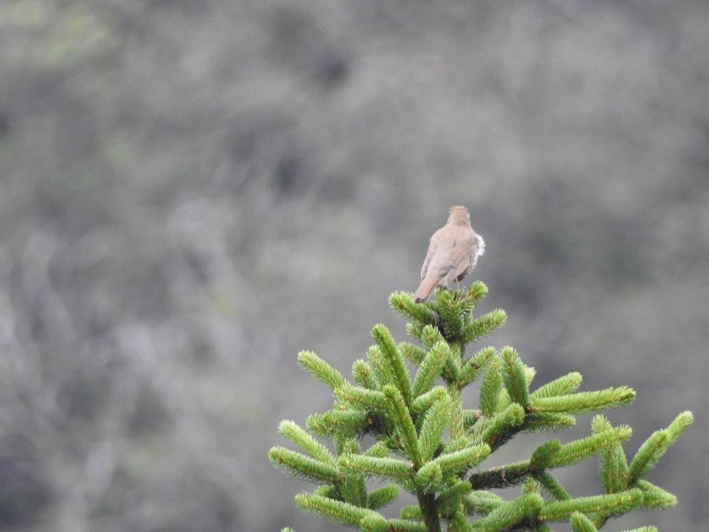 Tordo bottaccio (Turdus philomelos) e Verzellino (Serinus serinus)