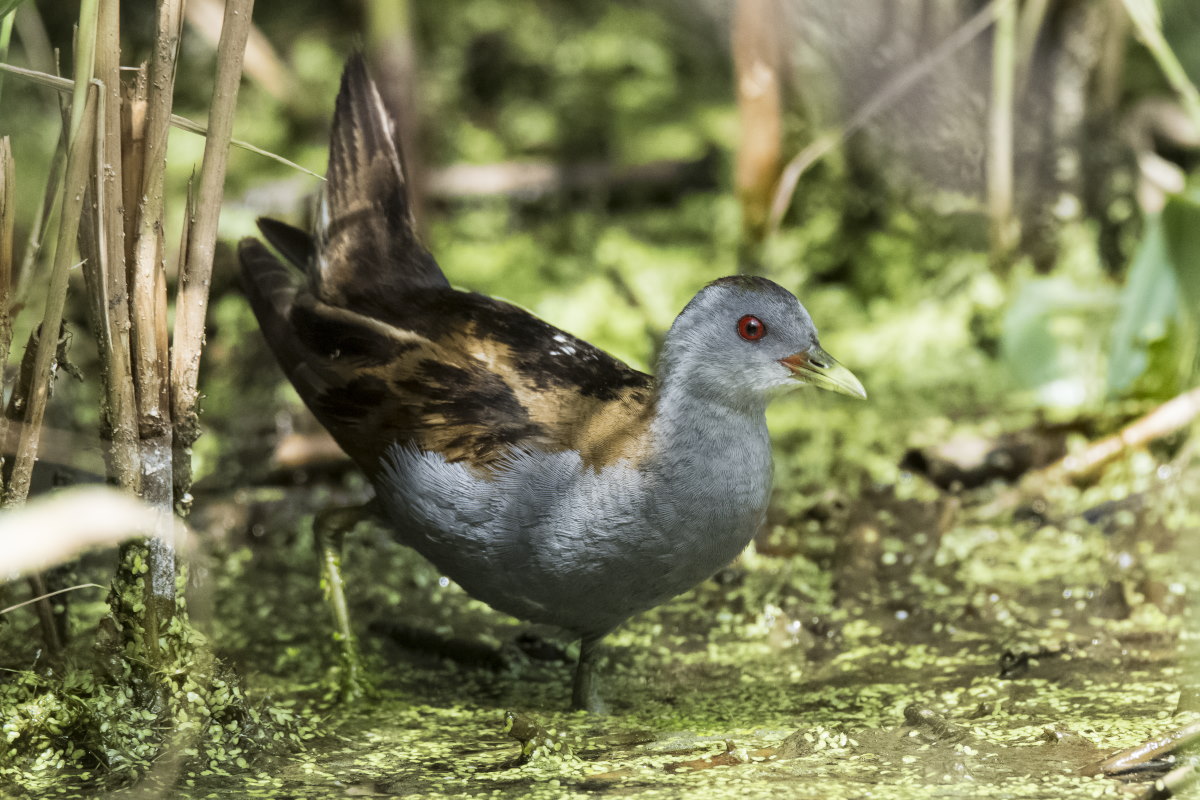 Schiribilla maschio