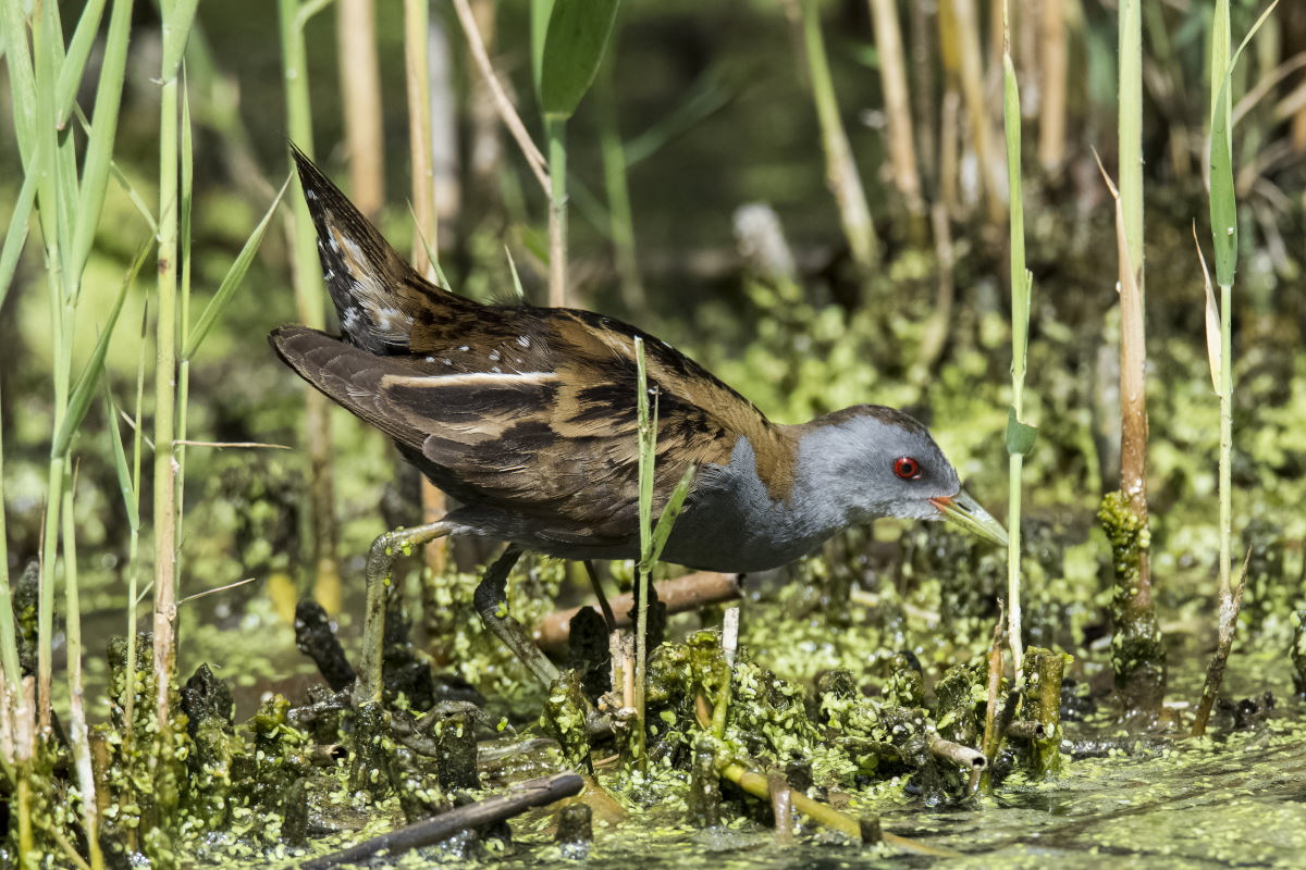 Schiribilla maschio