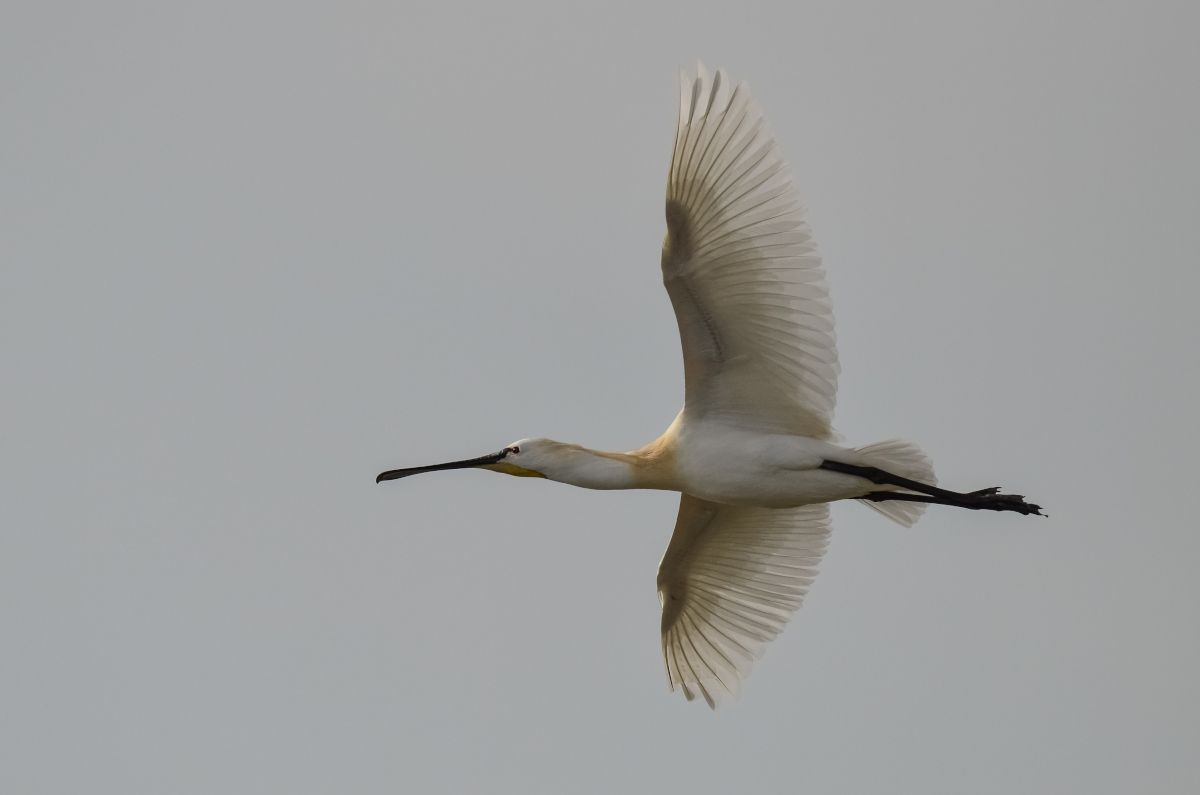 Spatola  Buona Pasqua a tutti