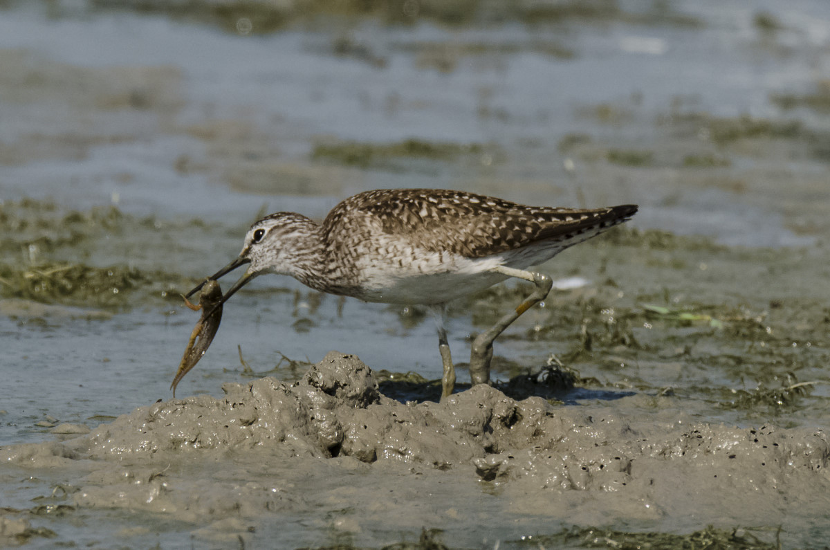 Piro piro boschereccio