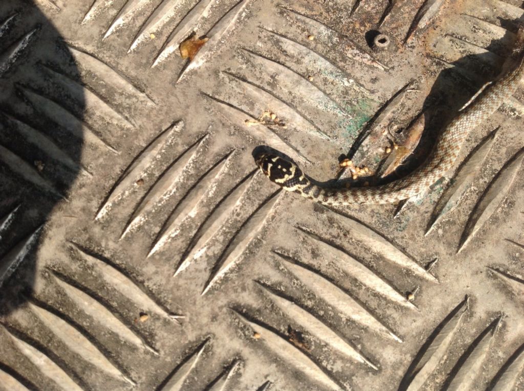 Serpente in giardino