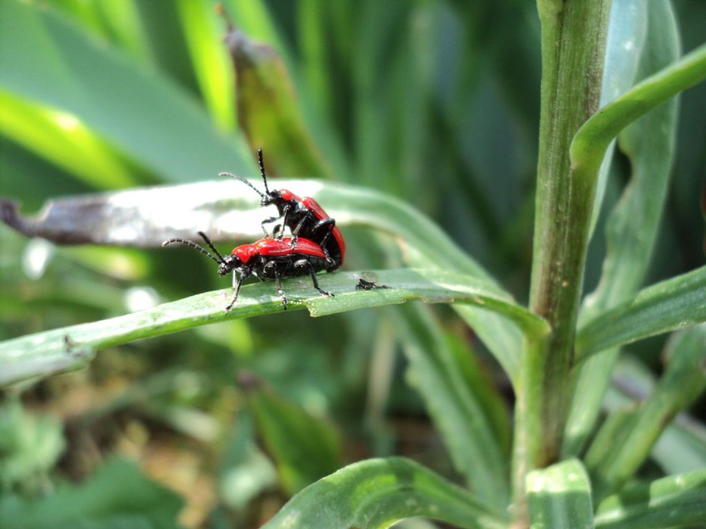 Lilioceris lilii