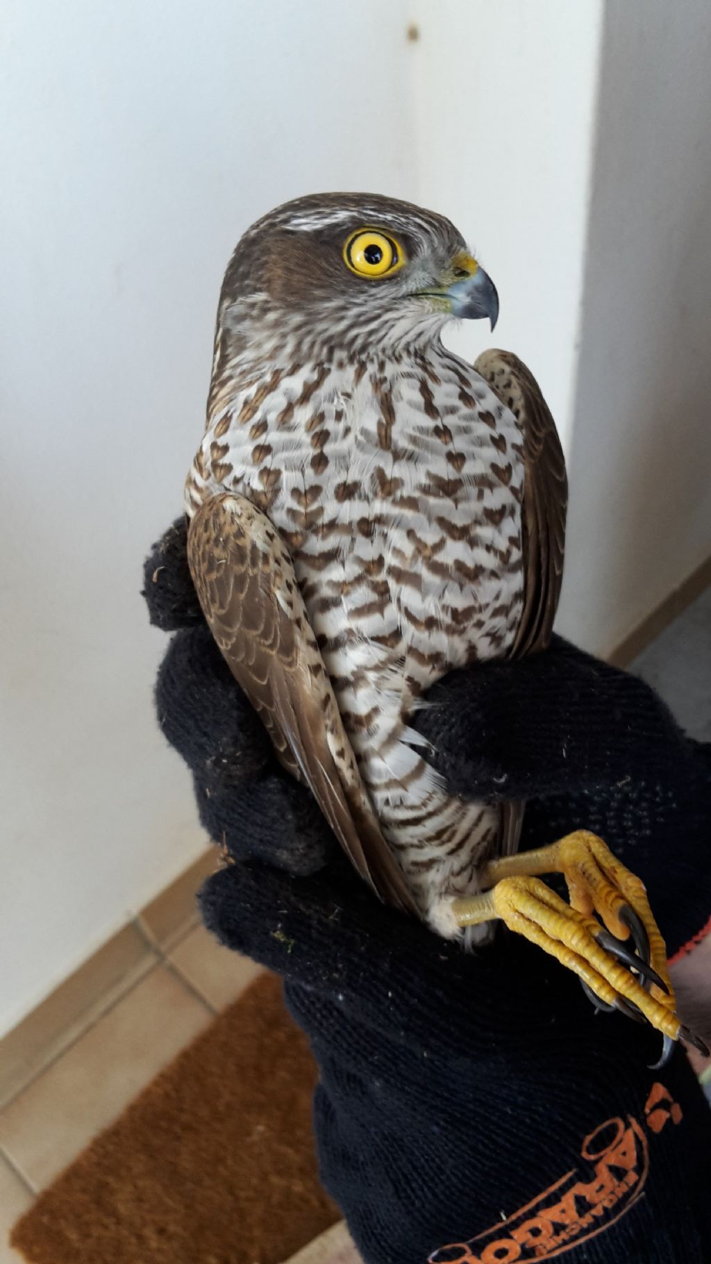 Falco da id ?