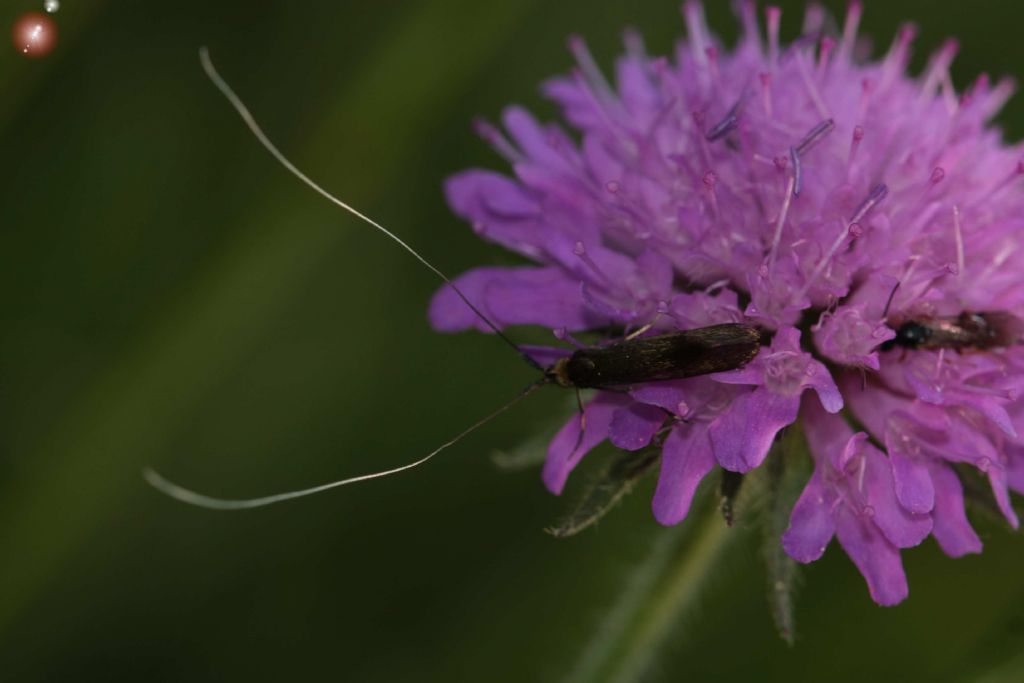 Microlepidottero da identificare - Adelidae, cfr. Nemophora metallica