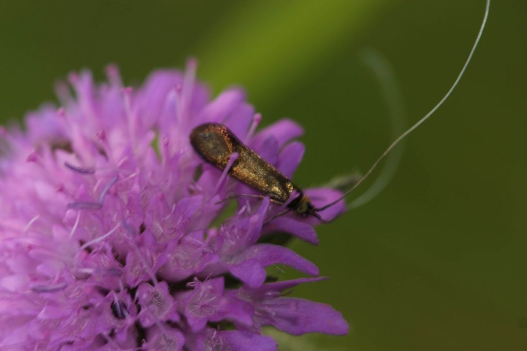 Microlepidottero da identificare - Adelidae, cfr. Nemophora metallica