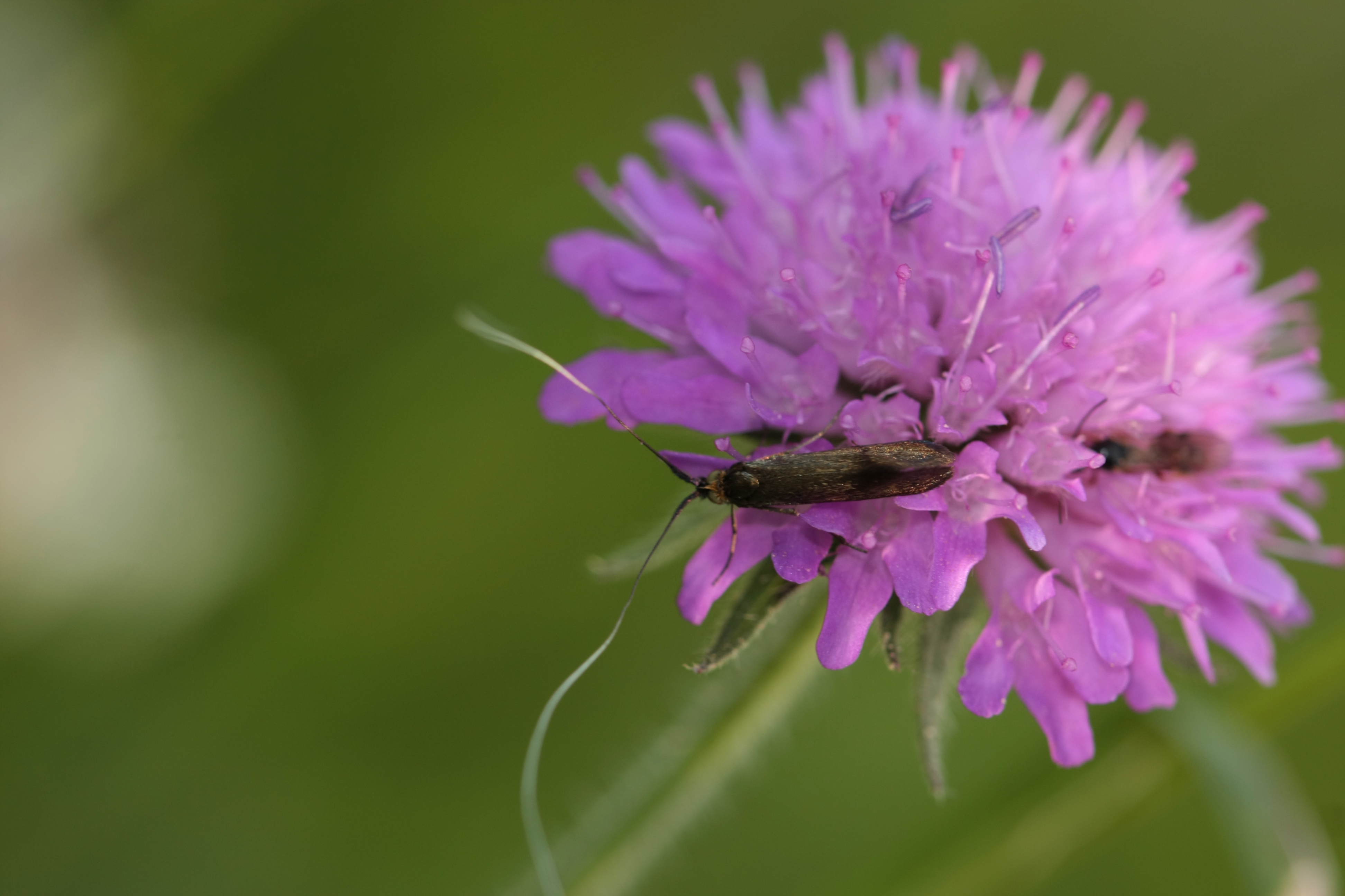 Microlepidottero da identificare - Adelidae, cfr. Nemophora metallica