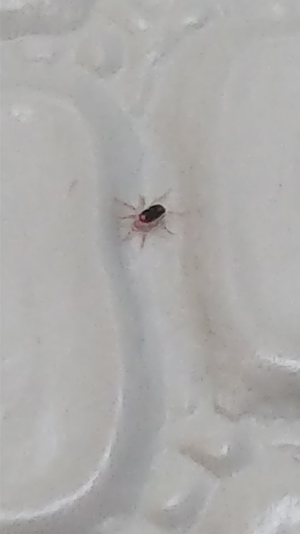 Che cos''è?  Fam.  Anystidae