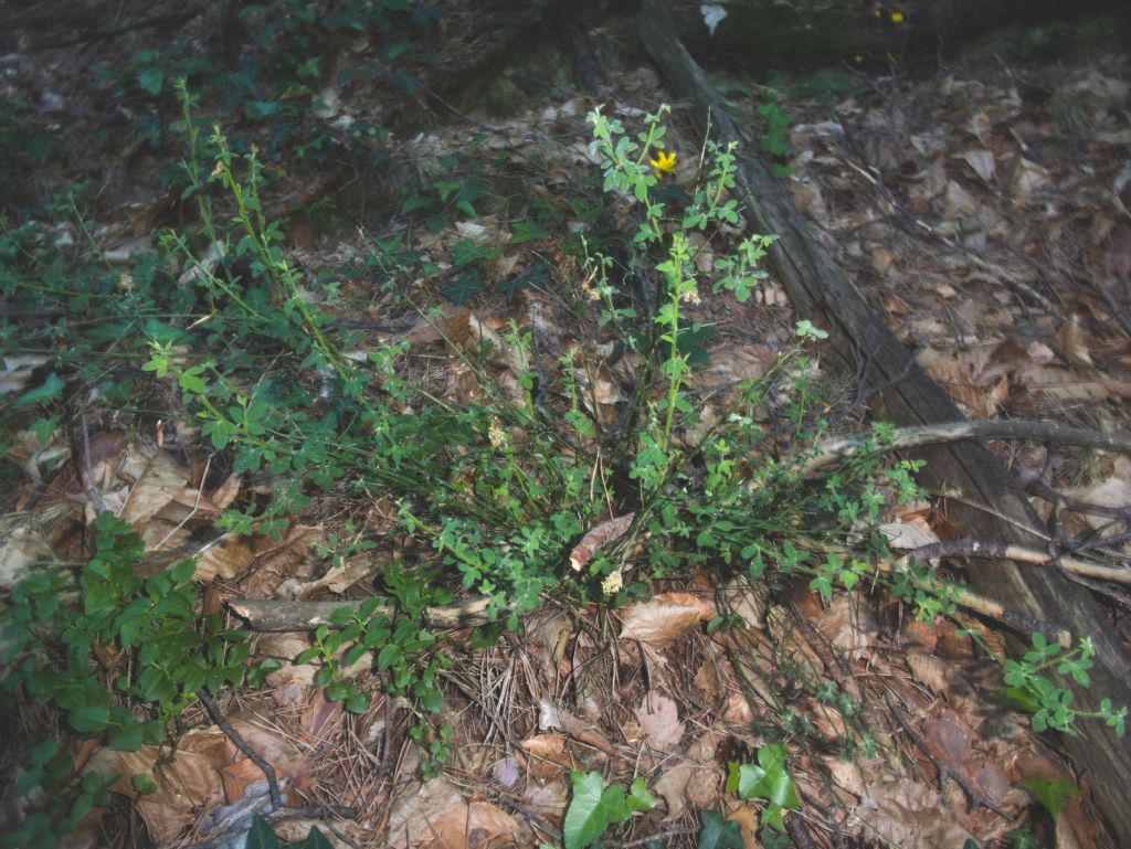 Possibile Chamaecytisus hirsutus?
