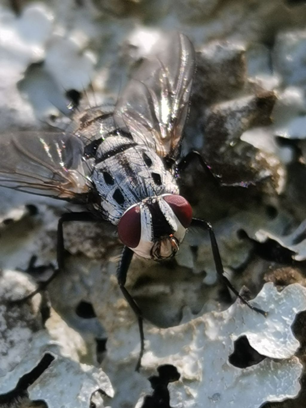 Tachinidae sp.