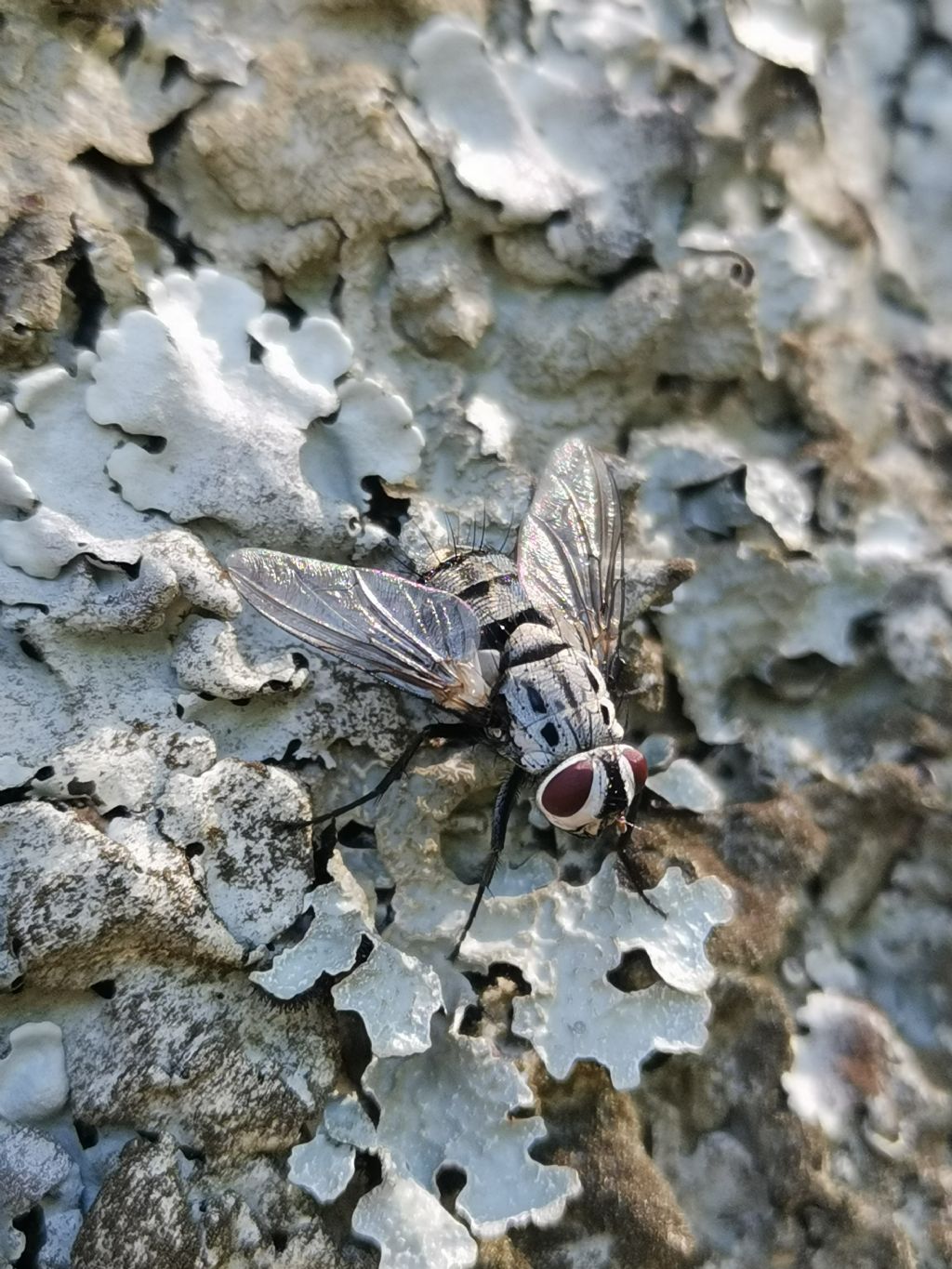 Tachinidae sp.