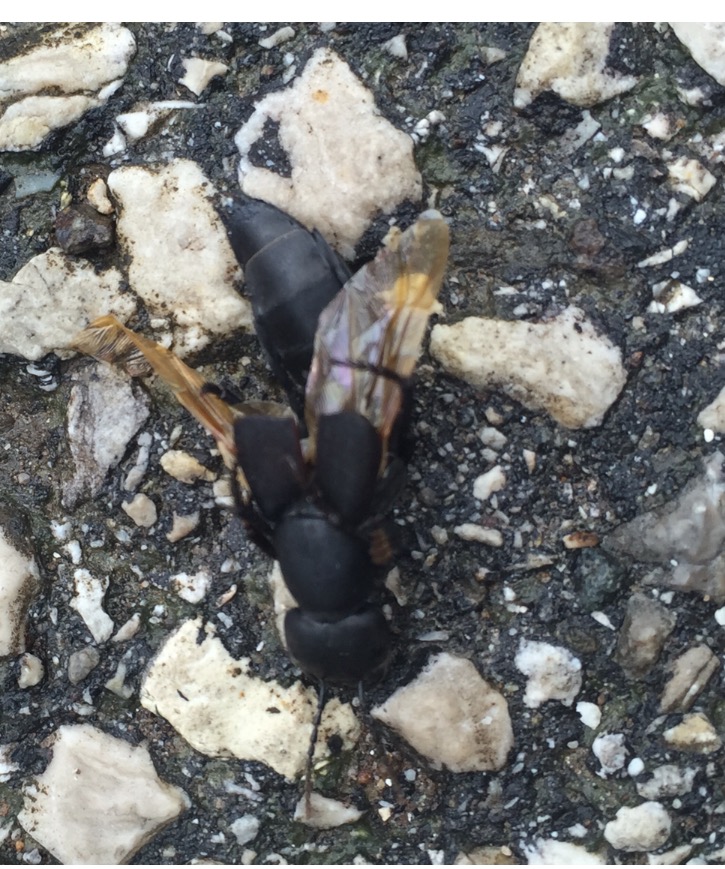 Probabili Neoclytus acuminatus (Cerambycidae) e Ocypus olens (Staphylinidae)