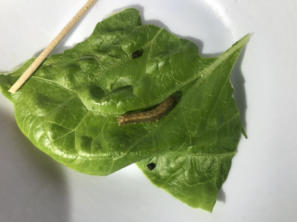 Riconoscimento bruco:  cfr. Spodoptera littoralis (Noctuide)