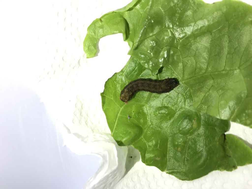 Riconoscimento bruco:  cfr. Spodoptera littoralis (Noctuide)