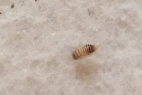 Larva di Dermestidae: Anthrenus sp.