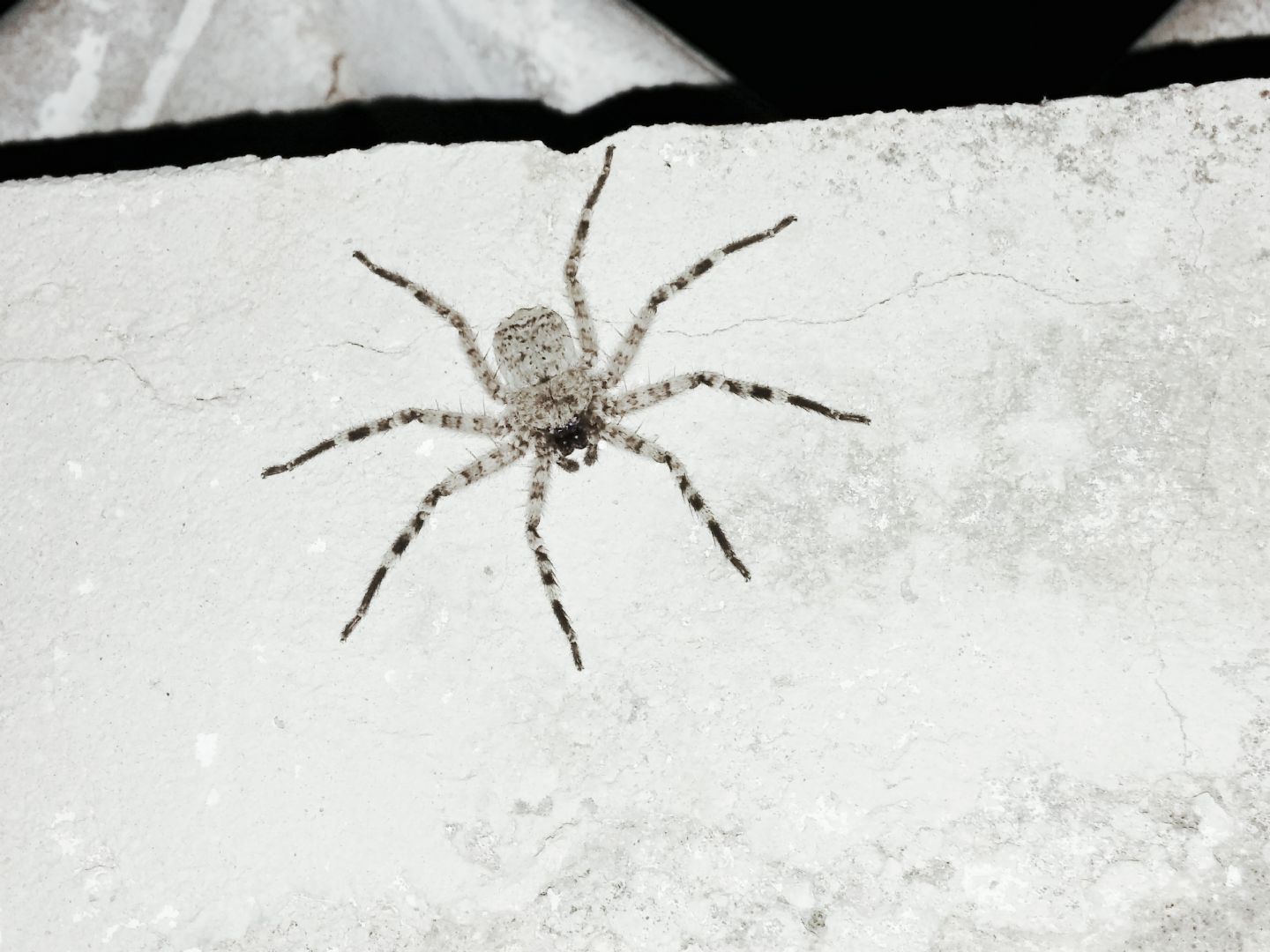 Selenops radiatus - Scicli (RG)