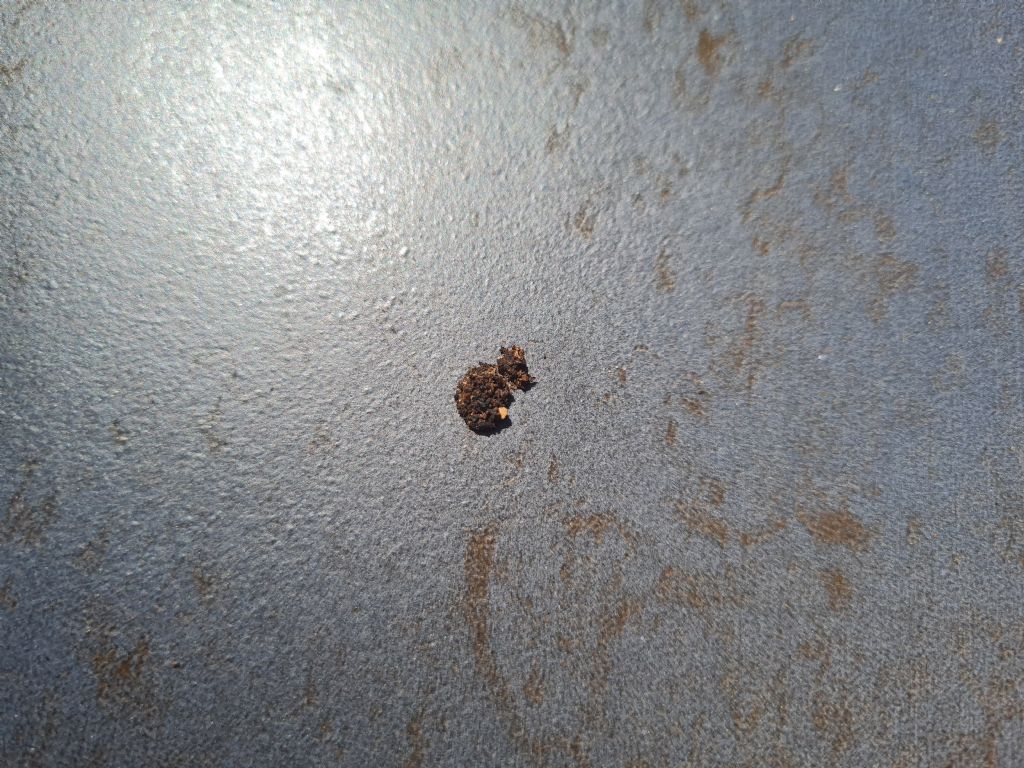 Di che animale sono questi escrementi?