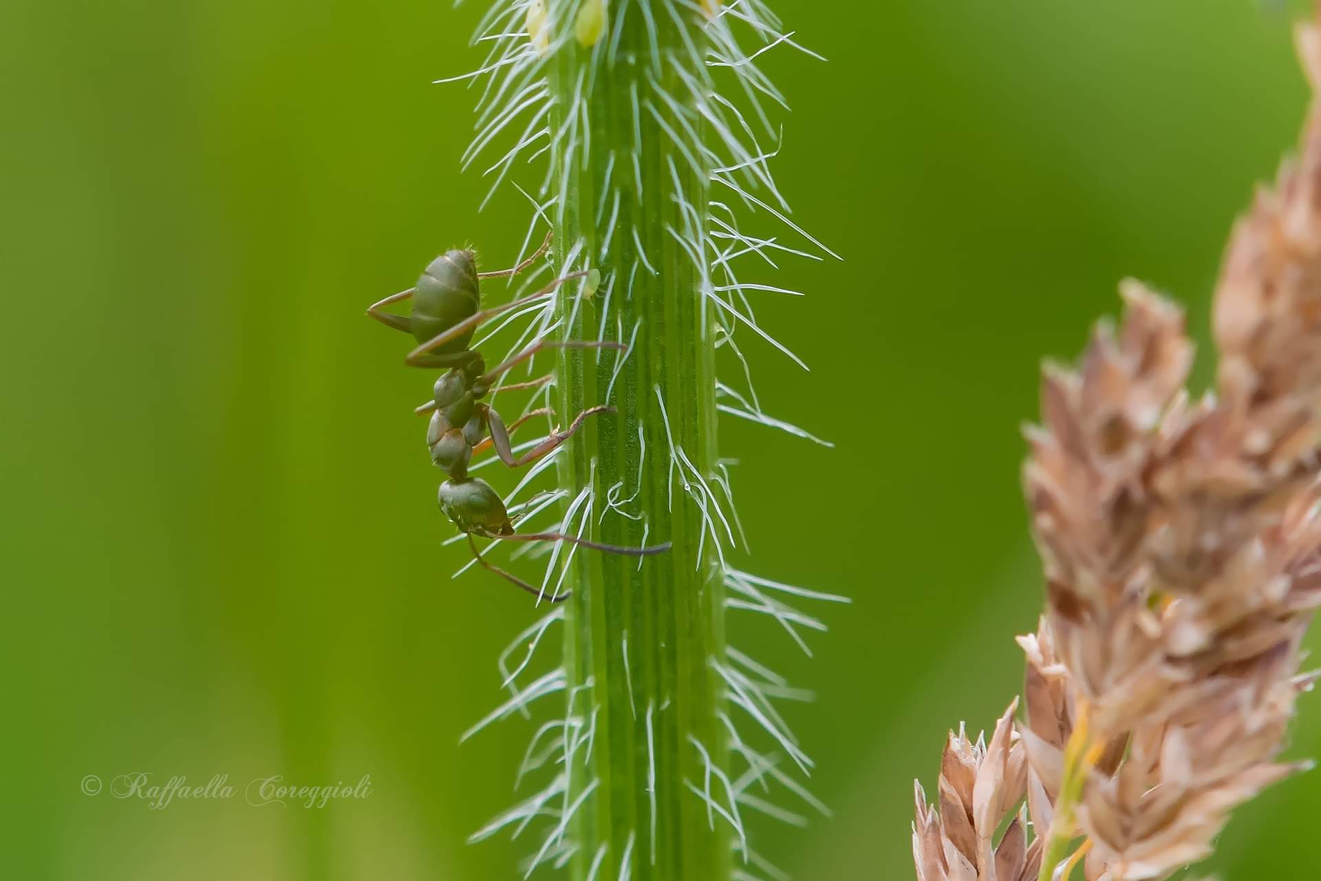 Identificazione formica verde...  Formica sp.