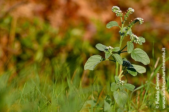 Heliotropium europaeum/Eliotropo selvatico