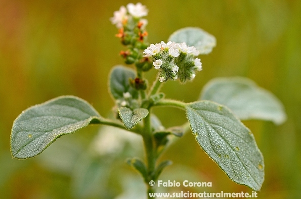 Heliotropium europaeum/Eliotropo selvatico