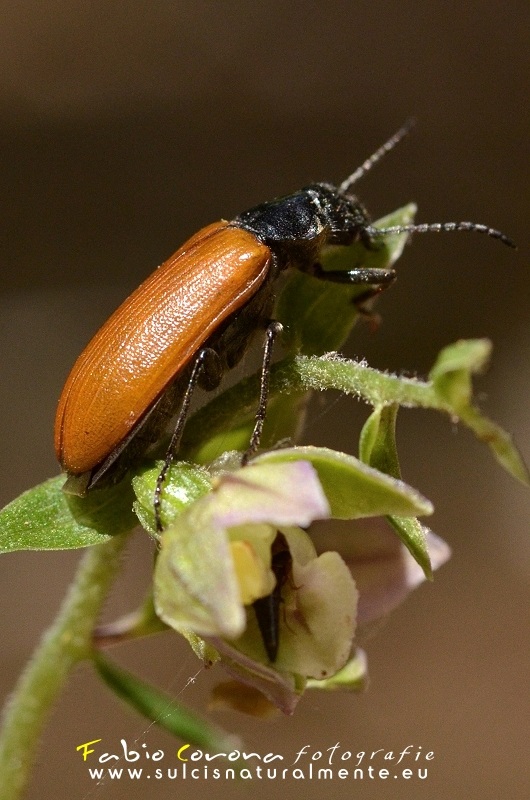 Omophlus sp.  (Tenebrionidae)