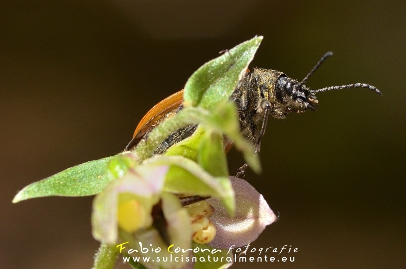Omophlus sp.  (Tenebrionidae)