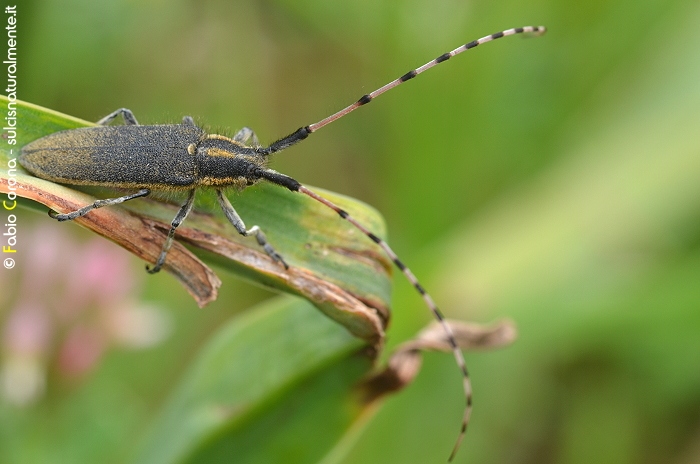 Agapanthia sicula malmerendii - no, A. asphodeli