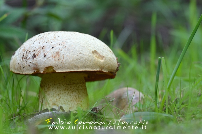 Leccinum...?