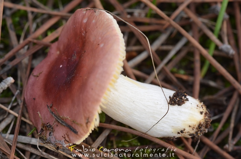 Russula...?