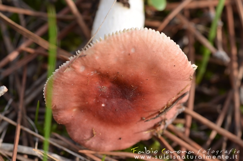 Russula...?