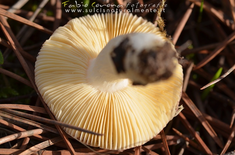 Russula...?