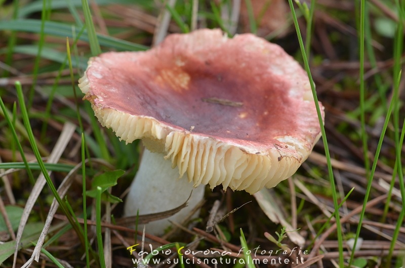 Russula...?