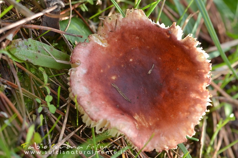 Russula...?