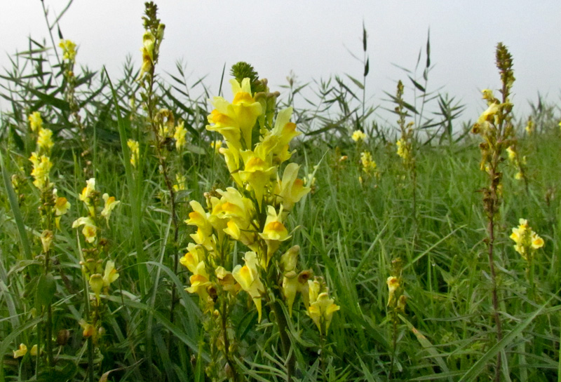 Da Gorino, Veneto - Linaria vulgaris