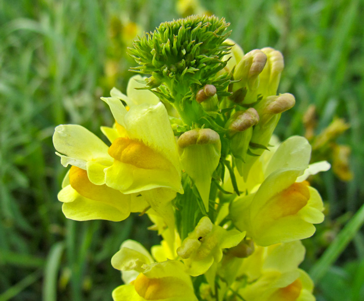 Da Gorino, Veneto - Linaria vulgaris