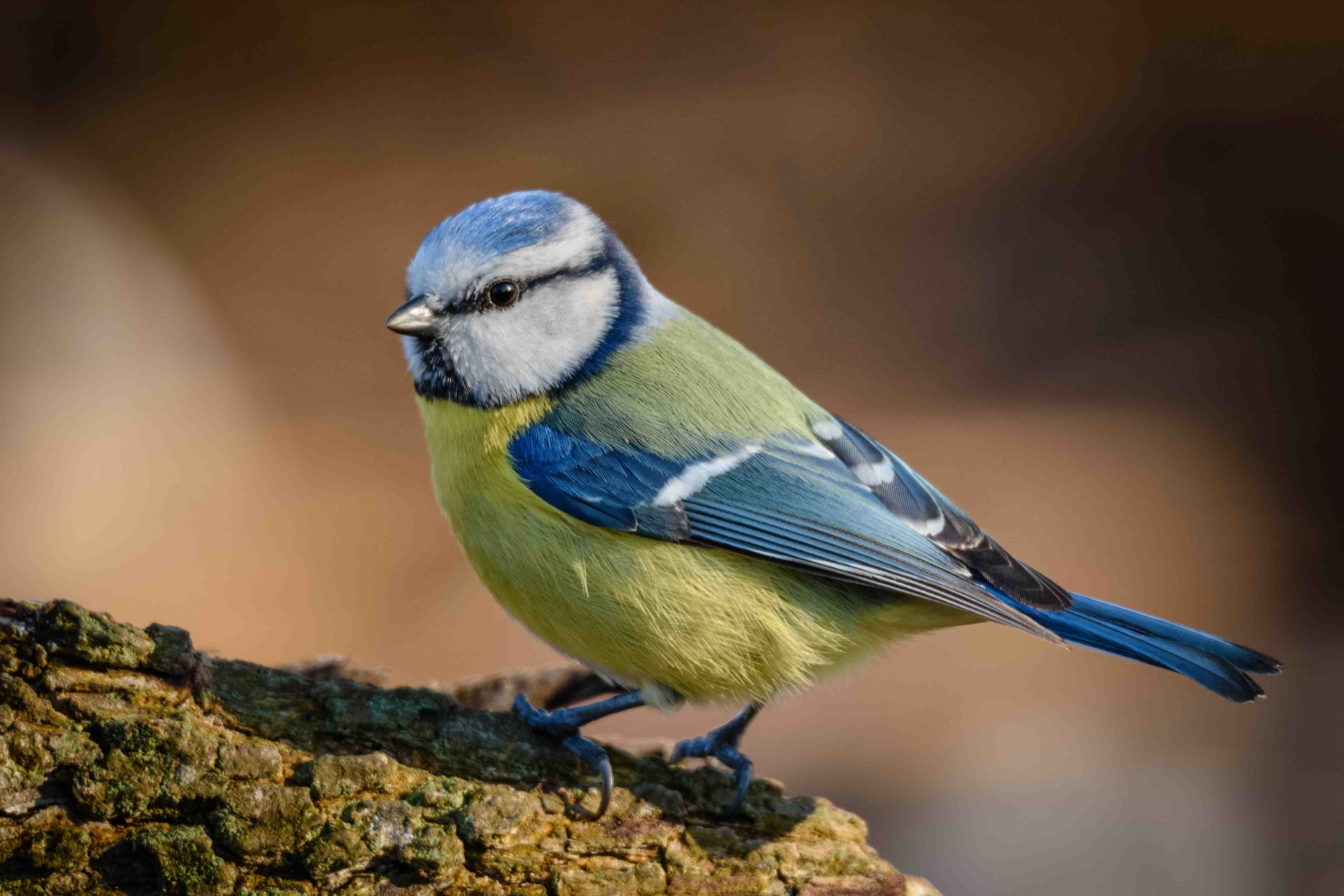 Cinciarella  (Cyanistes caeruleus)