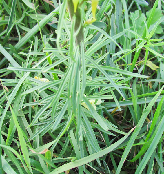 Da Gorino, Veneto - Linaria vulgaris