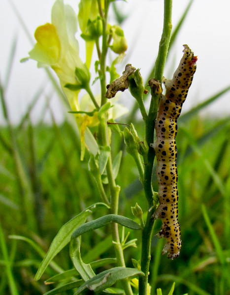 Da Gorino, Veneto - Linaria vulgaris