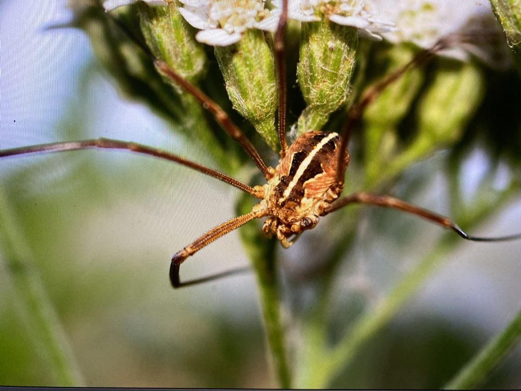 Metaphalangium propinquum - Phalangiidae