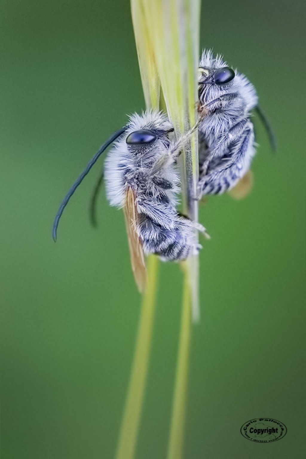 Apidae: Eucera sp., maschi