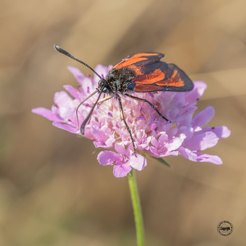 Zygaena erythrus