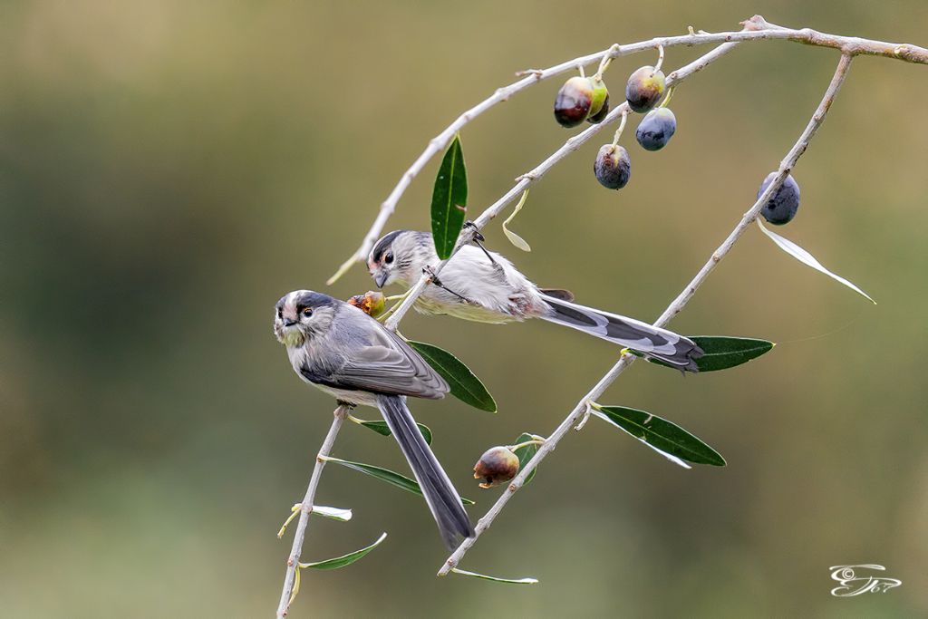 Codibgnoli (Aegithalos caudatus)