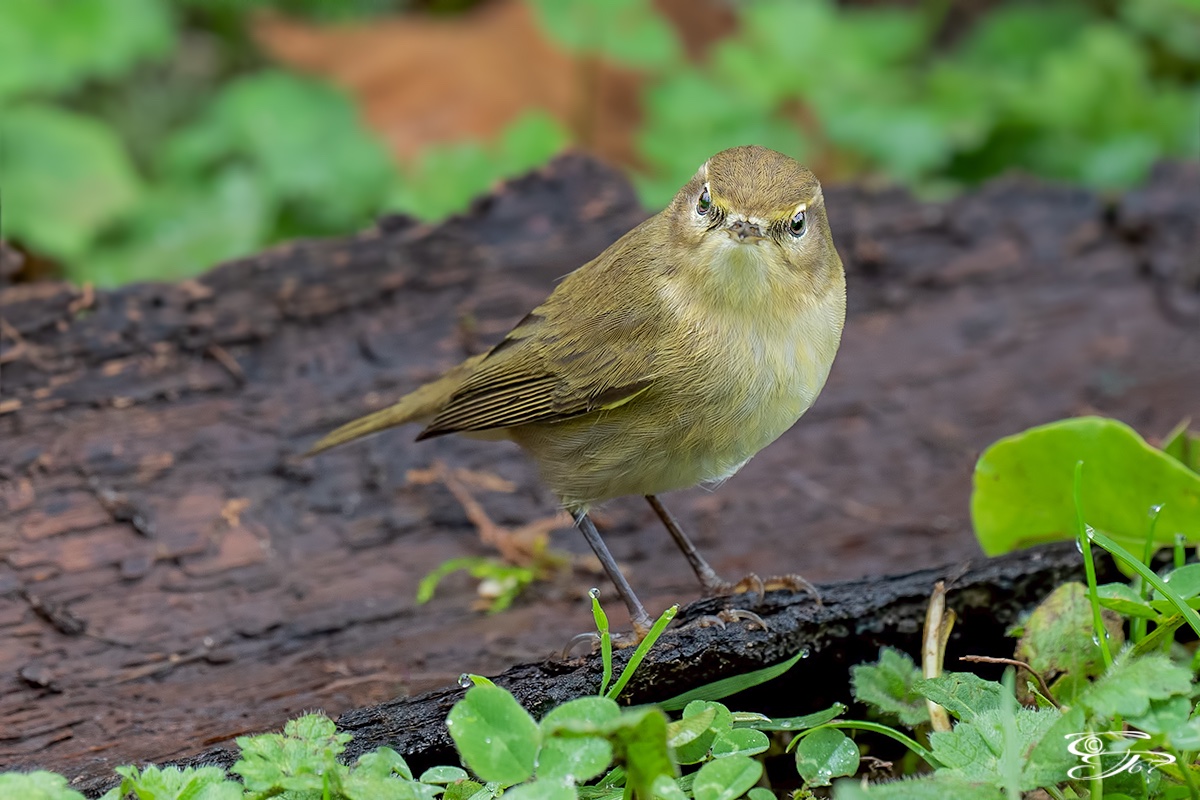 Lu piccolo (Phylloscopus collybita)