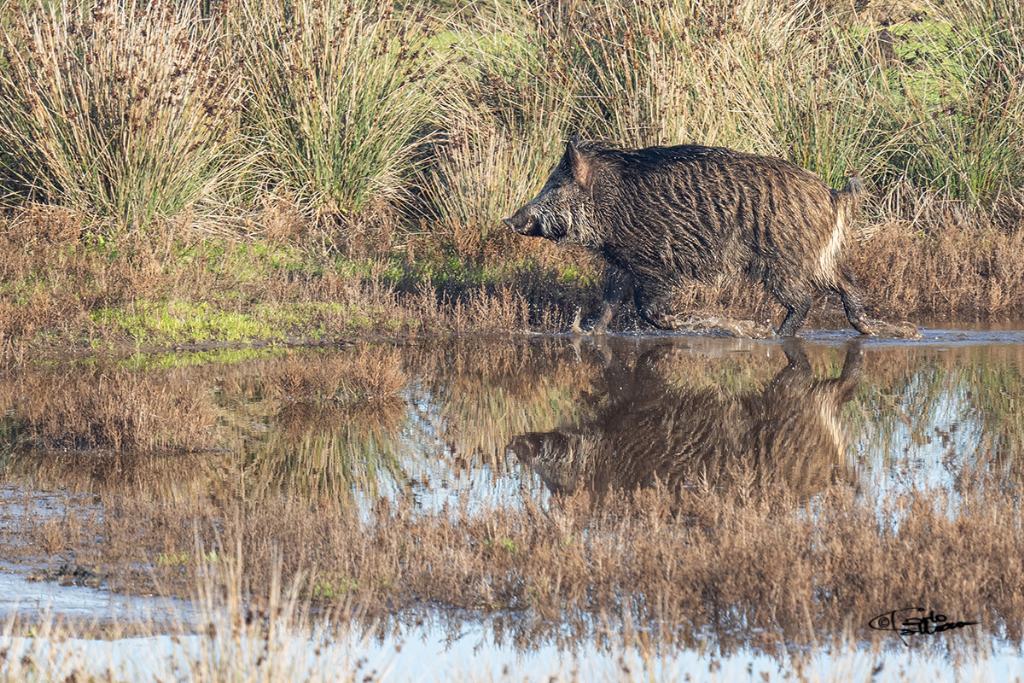 Cinghiale (Sus scrofa Linnaeus, 1758)