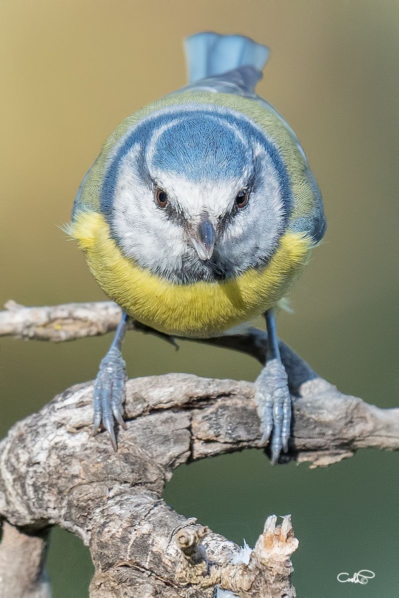 Cinciarella (Cyanistes caeruleus)